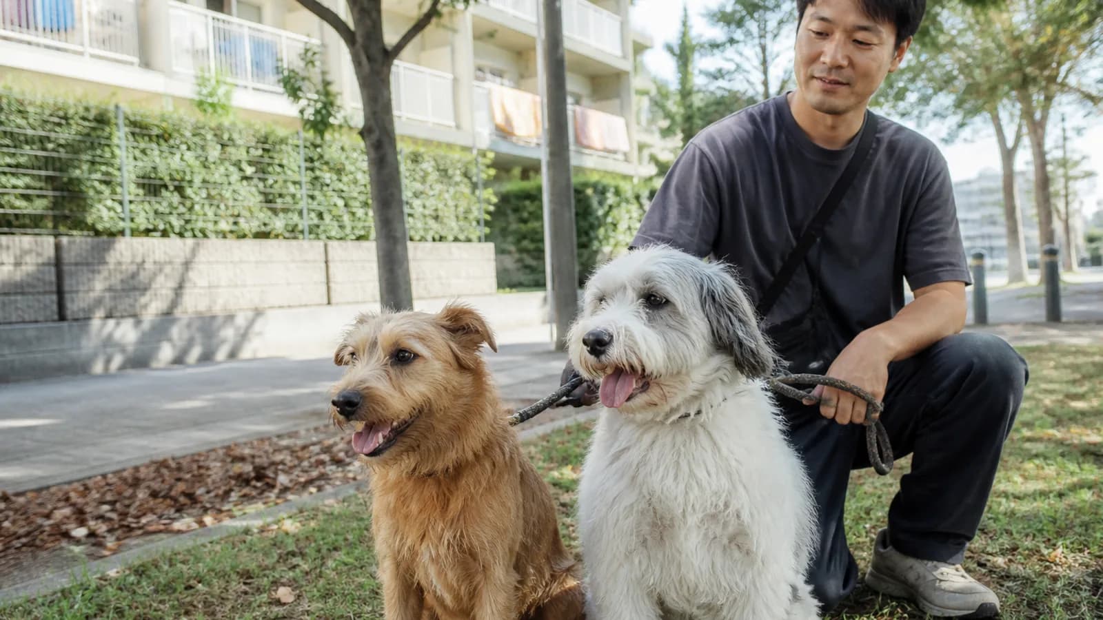 異なる犬種を両親に持つミックス犬たち。病気のリスクは両親の家系によって変わる