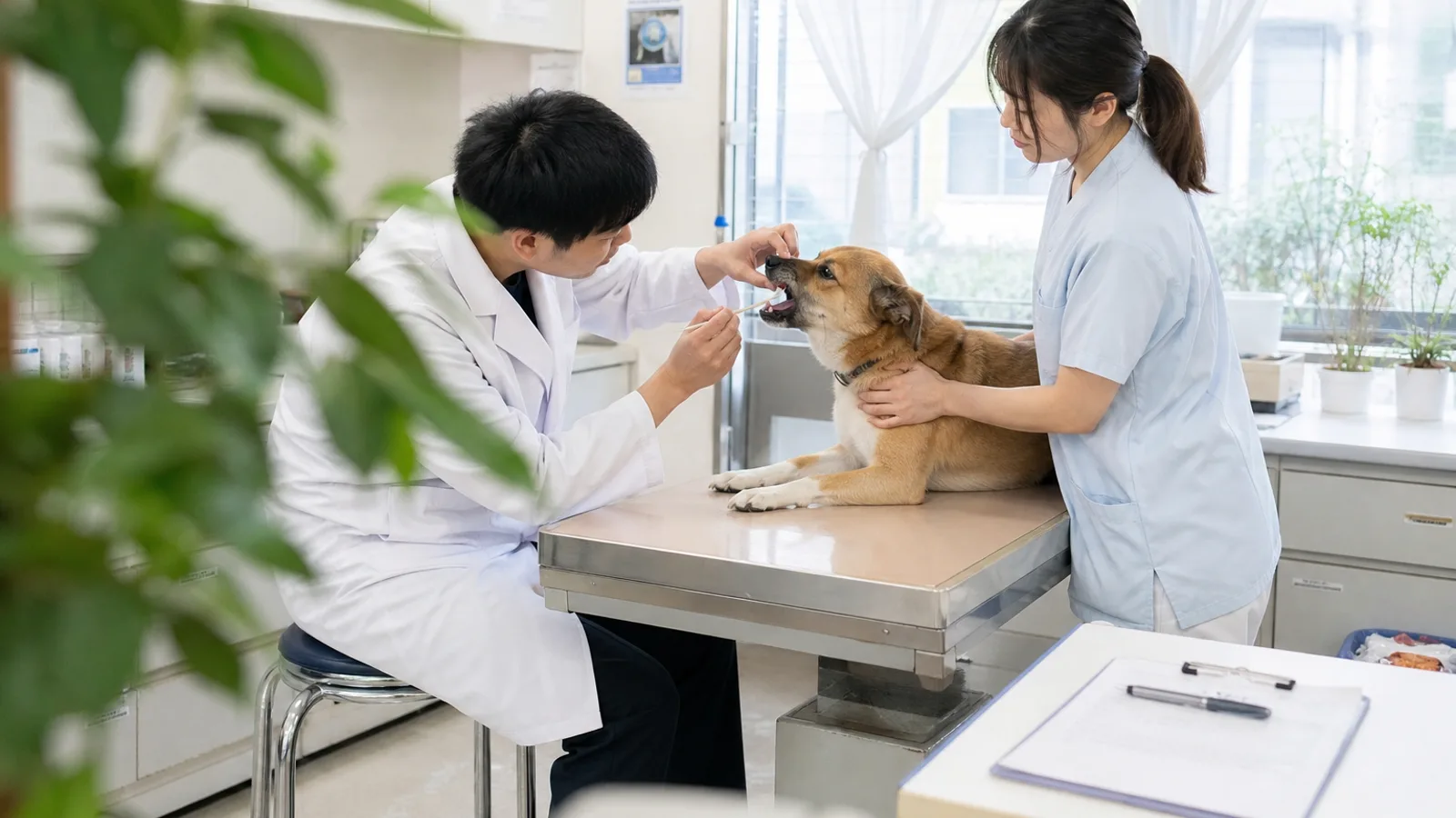 ミックス犬の犬種鑑定DNA検査。口腔粘膜を採取して調べる