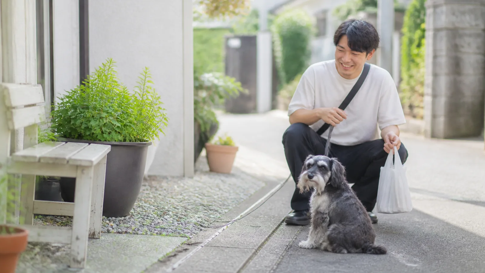 ミニチュアシュナウザーとトイプードルのミックス・シュナプー。シュヌードルとも呼ばれる