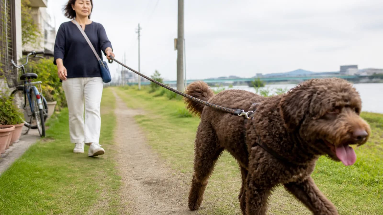 ラブラドール・レトリーバーとプードルのミックス犬ラブラドゥードル。水を好む性質と巻き毛の被毛が混ざり合う大型ミックス