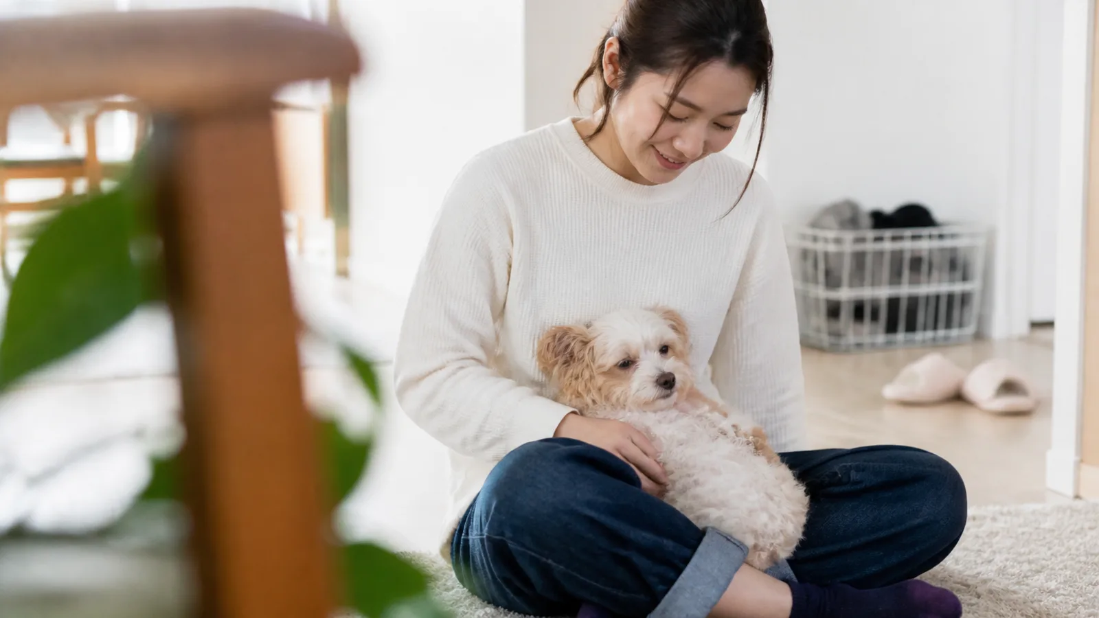 パピプー(パピヨン×トイプードルのミックス犬)と暮らす飼い主。耳と被毛の出方には幅がある