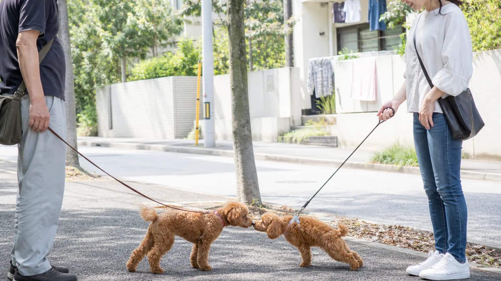再会した犬同士が挨拶する様子。においを確かめ合う行動は血縁の有無にかかわらず見られる