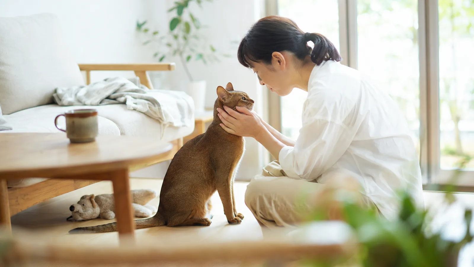 猫の進行性網膜萎縮症。原因遺伝子も遺伝形式も異なる複数の型と、名前が挙がる猫種を一次資料から解説