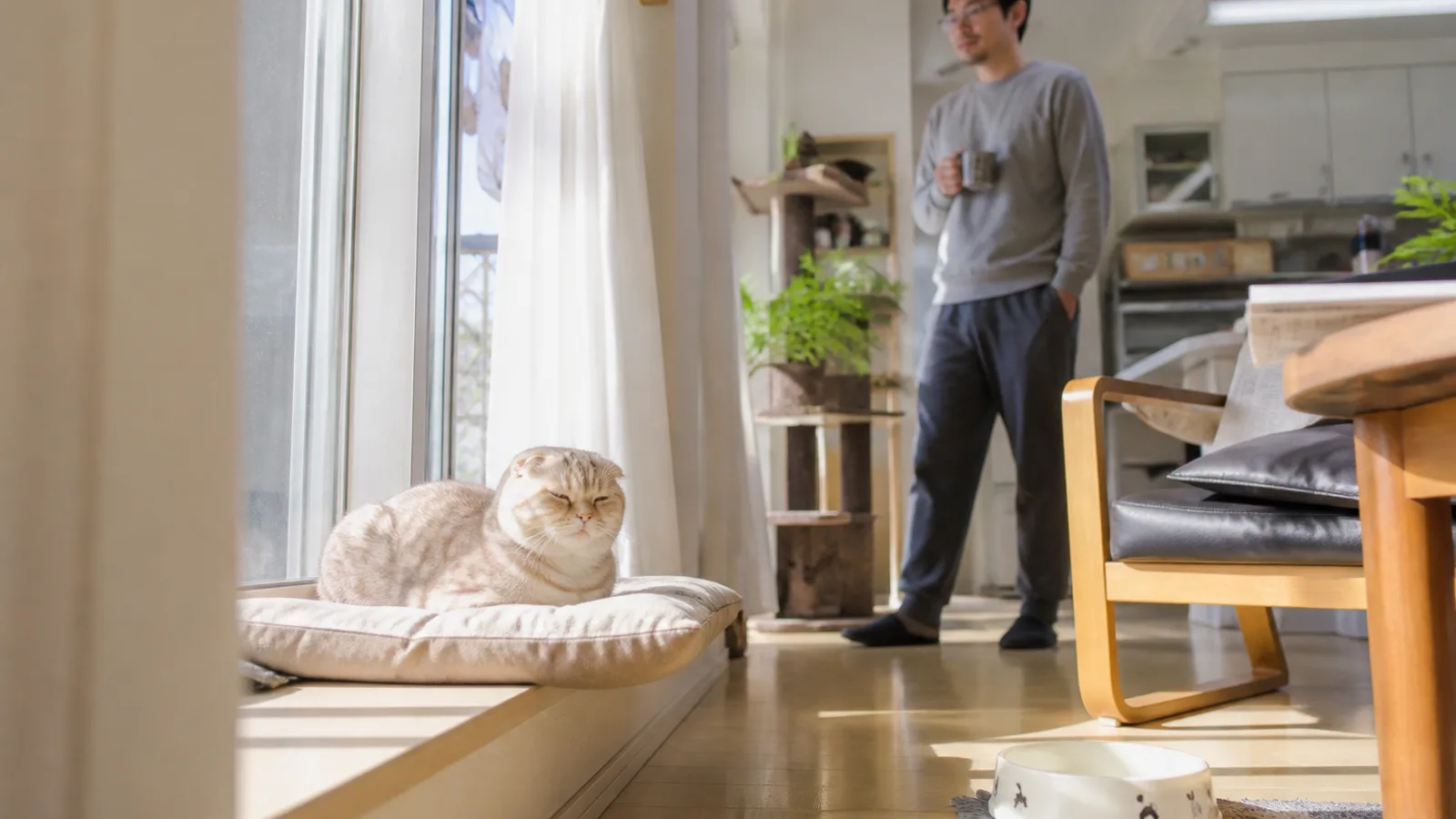 スコティッシュフォールドと暮らす飼い主。折れ耳という特徴とかかりやすい病気を家系で理解する