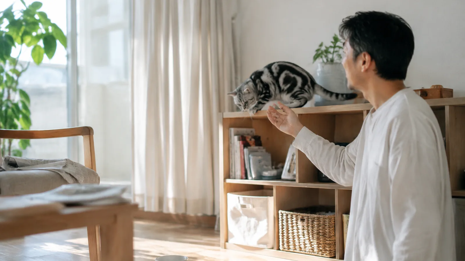 窓辺で寛ぐアメリカンショートヘアと見守る飼い主。柄の見分け方とかかりやすい病気を理解する