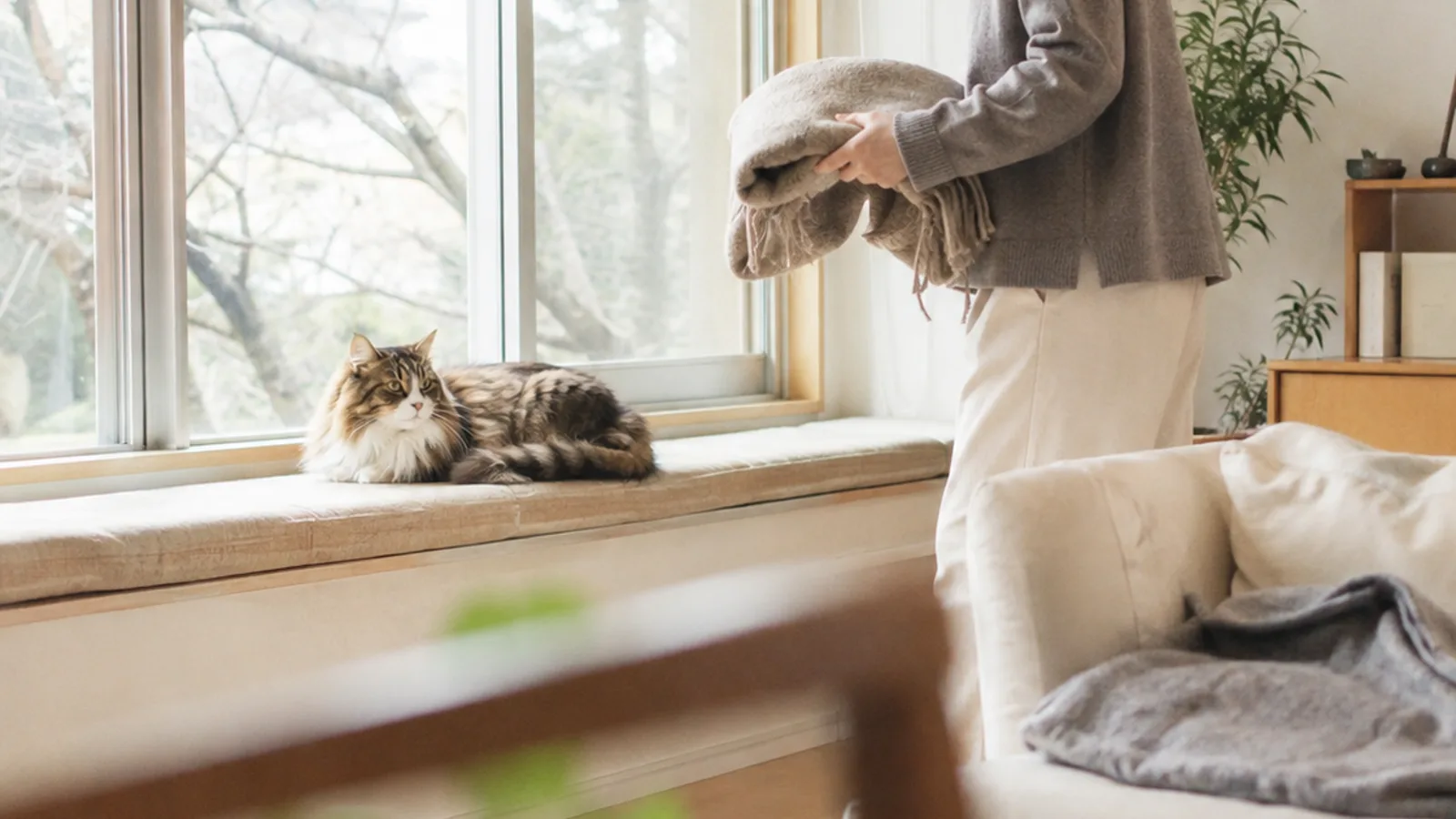 冬の窓辺で丸くなるノルウェージャンフォレストキャットと飼い主。季節で変わる被毛とかかりやすい病気を理解する