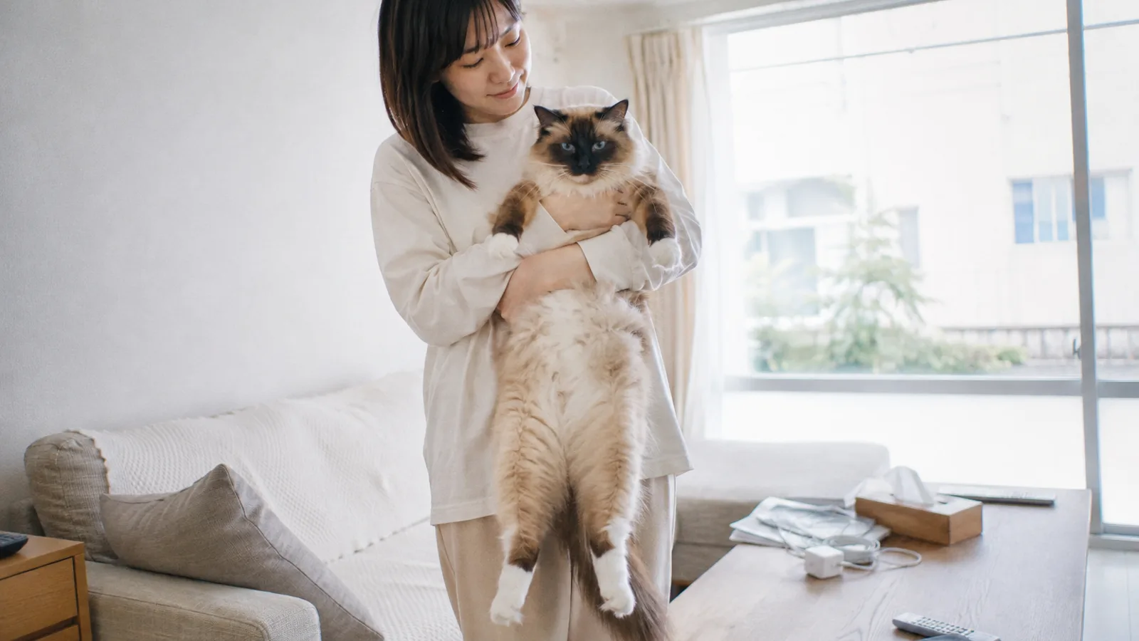 ラグドールを抱っこする飼い主。毛色の変化とかかりやすい病気を家系で理解する