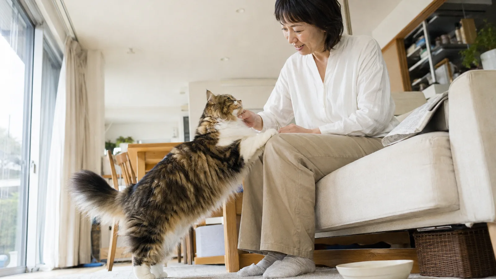 サイベリアンの性格と特徴。トリプルコートを持つ大型の猫種と、アレルギーが出にくいと言われることの出どころ