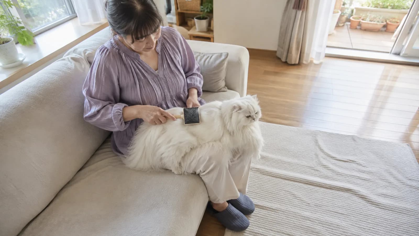 ペルシャ猫の長毛のお手入れをする飼い主。被毛の手入れとかかりやすい病気を家系で理解する