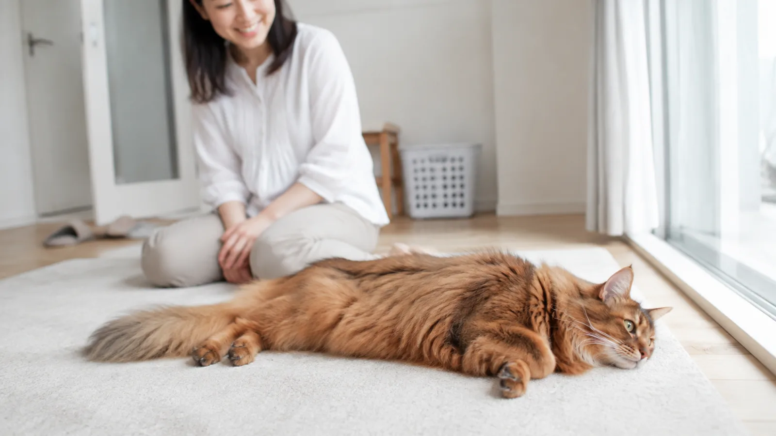 窓辺で寝そべる長毛の猫と、そばで見守る飼い主。ふさふさした毛の1本ずつに濃淡の帯が入っている