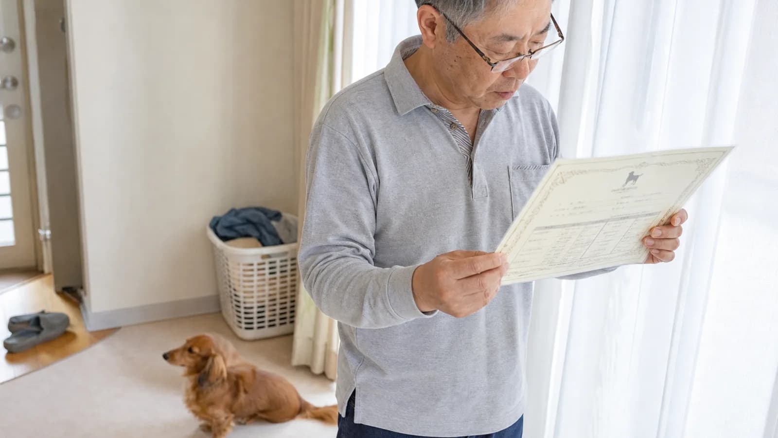 窓辺で老眼鏡をかけ、両手で持った血統書の上段を読む60代男性と、足元に座るミニチュア・ダックスフンド
