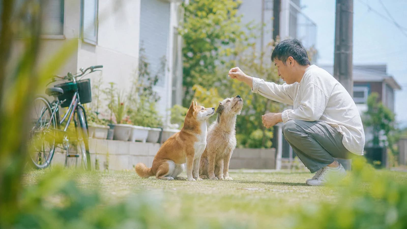 住宅の庭の芝生で並んで座り、しゃがんだ男性が差し出すおやつを一緒に見上げる柴犬と雑種犬