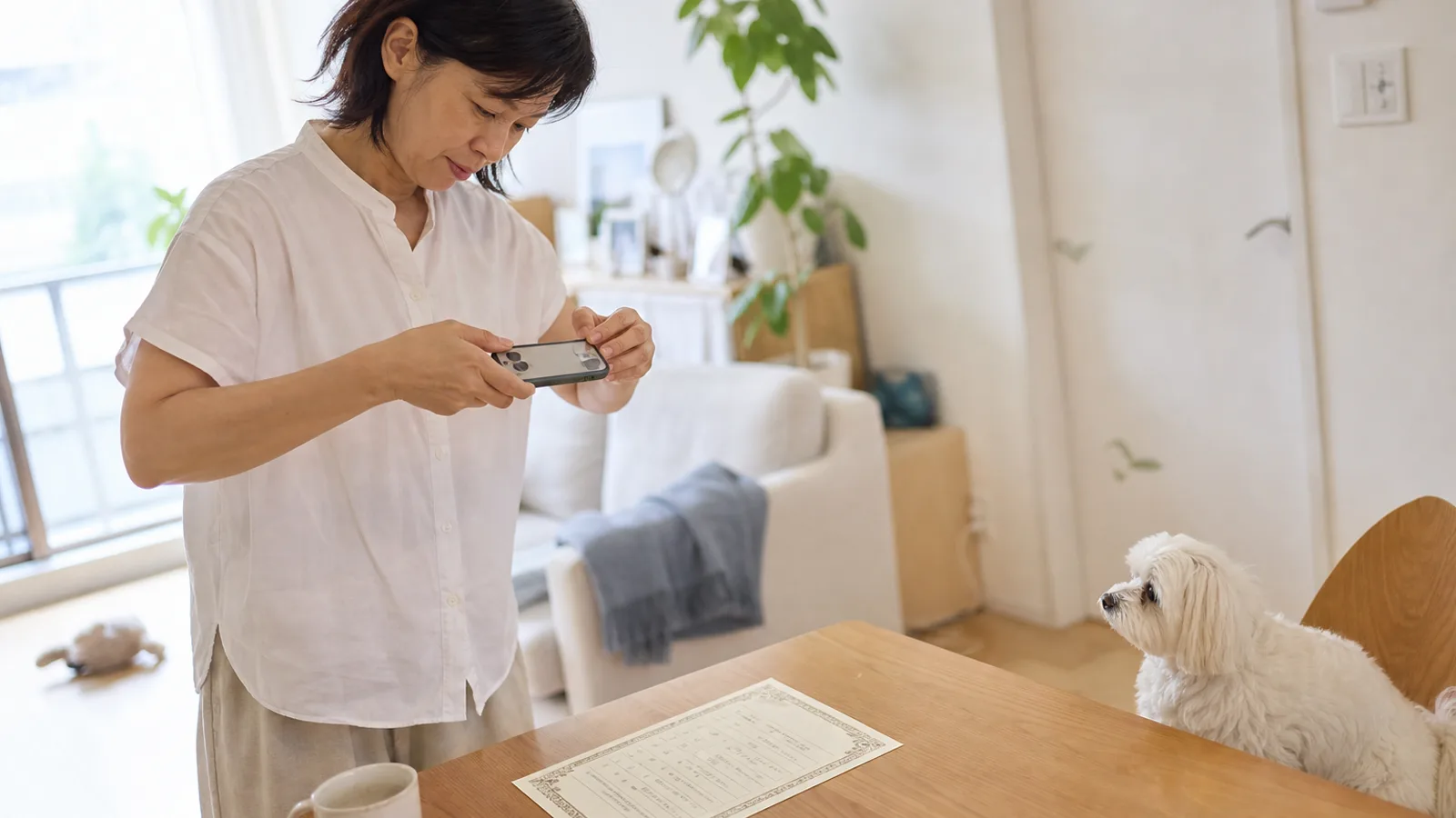 ダイニングテーブルに置いた血統書を、立ったまま真上からスマホで撮影する女性と、椅子に座るマルチーズ