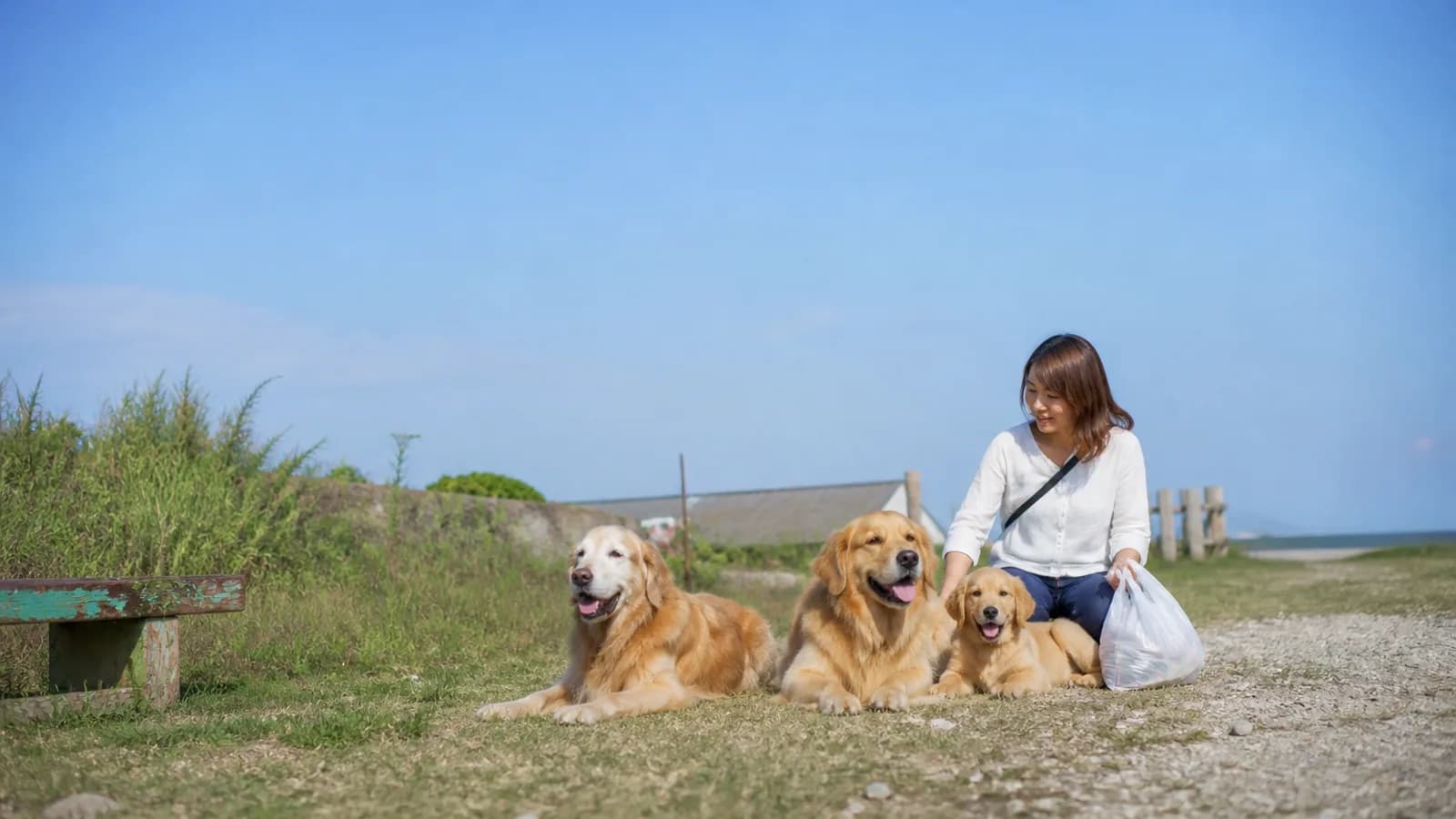青空の下、海沿いの草地に並んで伏せる、老犬・成犬・子犬の3世代のゴールデンレトリーバー