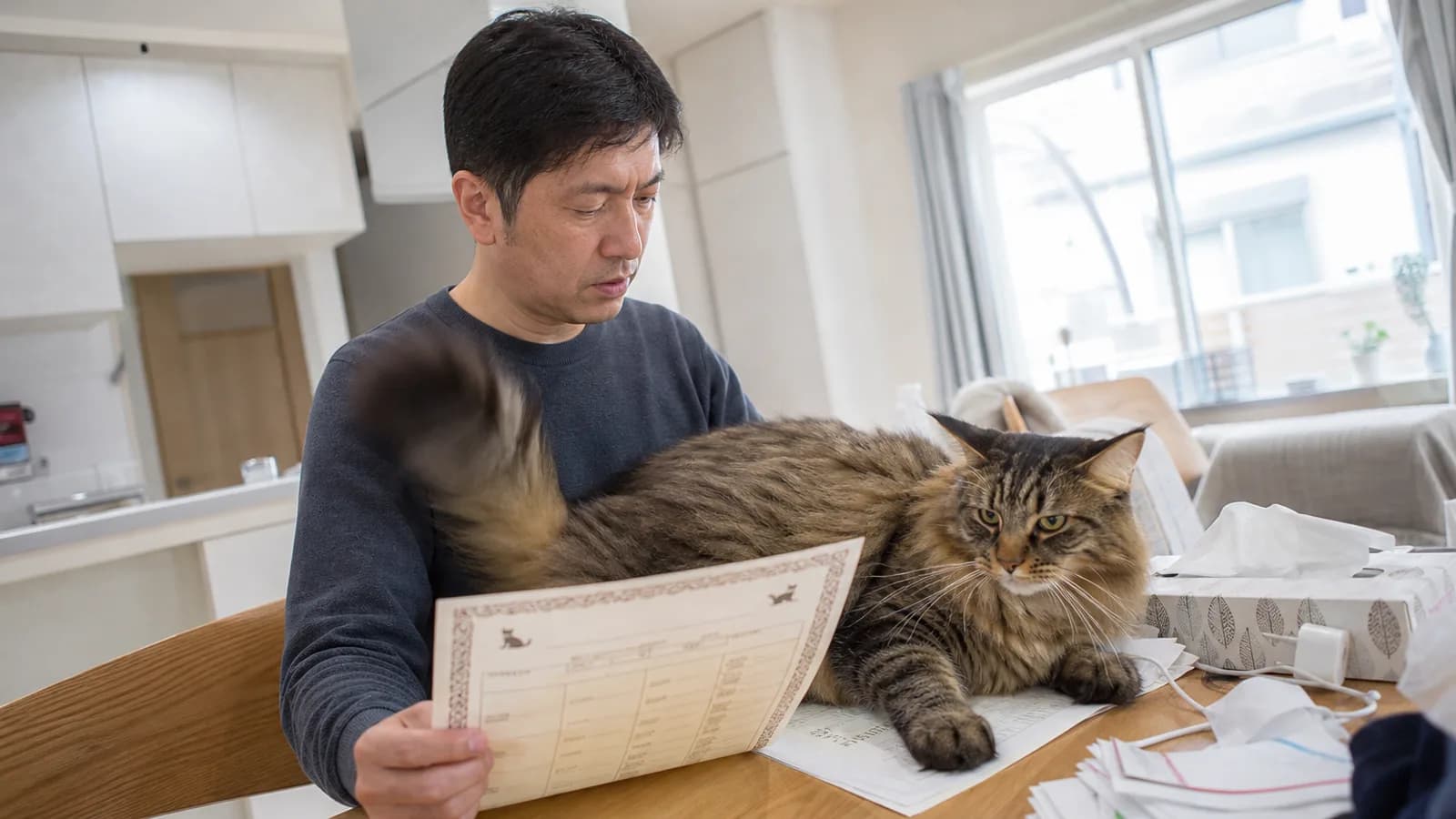 ダイニングテーブルで猫の血統書を読む男性と、紙の上に寝そべるメインクーン