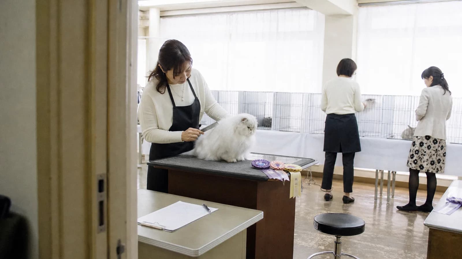 屋内キャットショー会場のリング脇で、グルーミングテーブルの上の白いペルシャをコームで整える出陳者