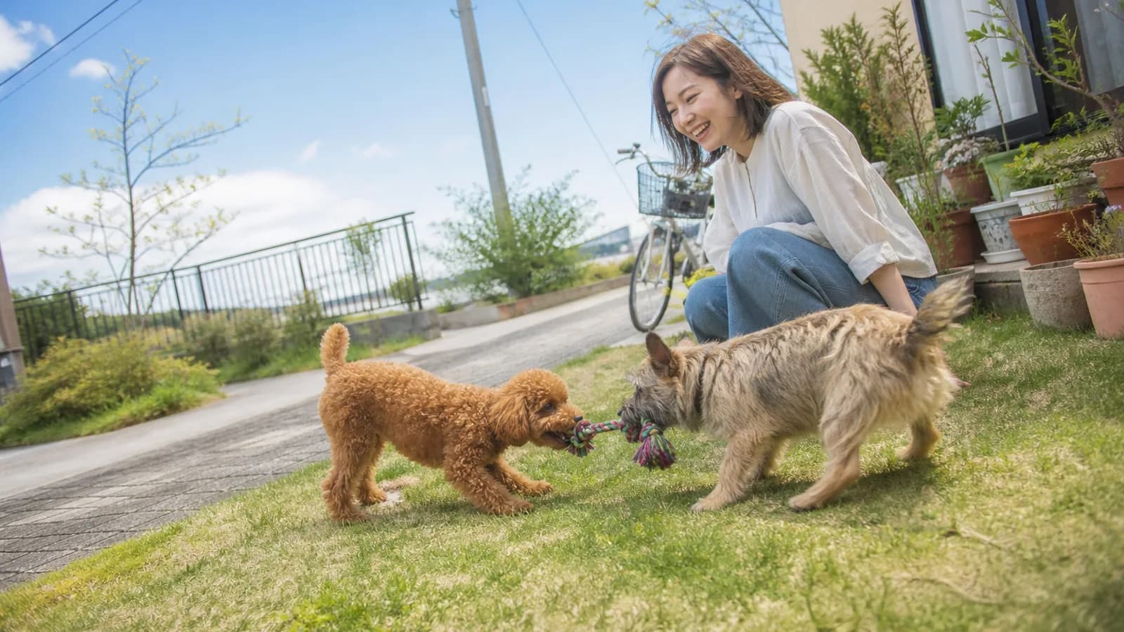 青空の下、住宅の庭先の芝生でロープのおもちゃを引っ張り合うトイ・プードルと雑種犬。奥でしゃがんで笑って見ている女性