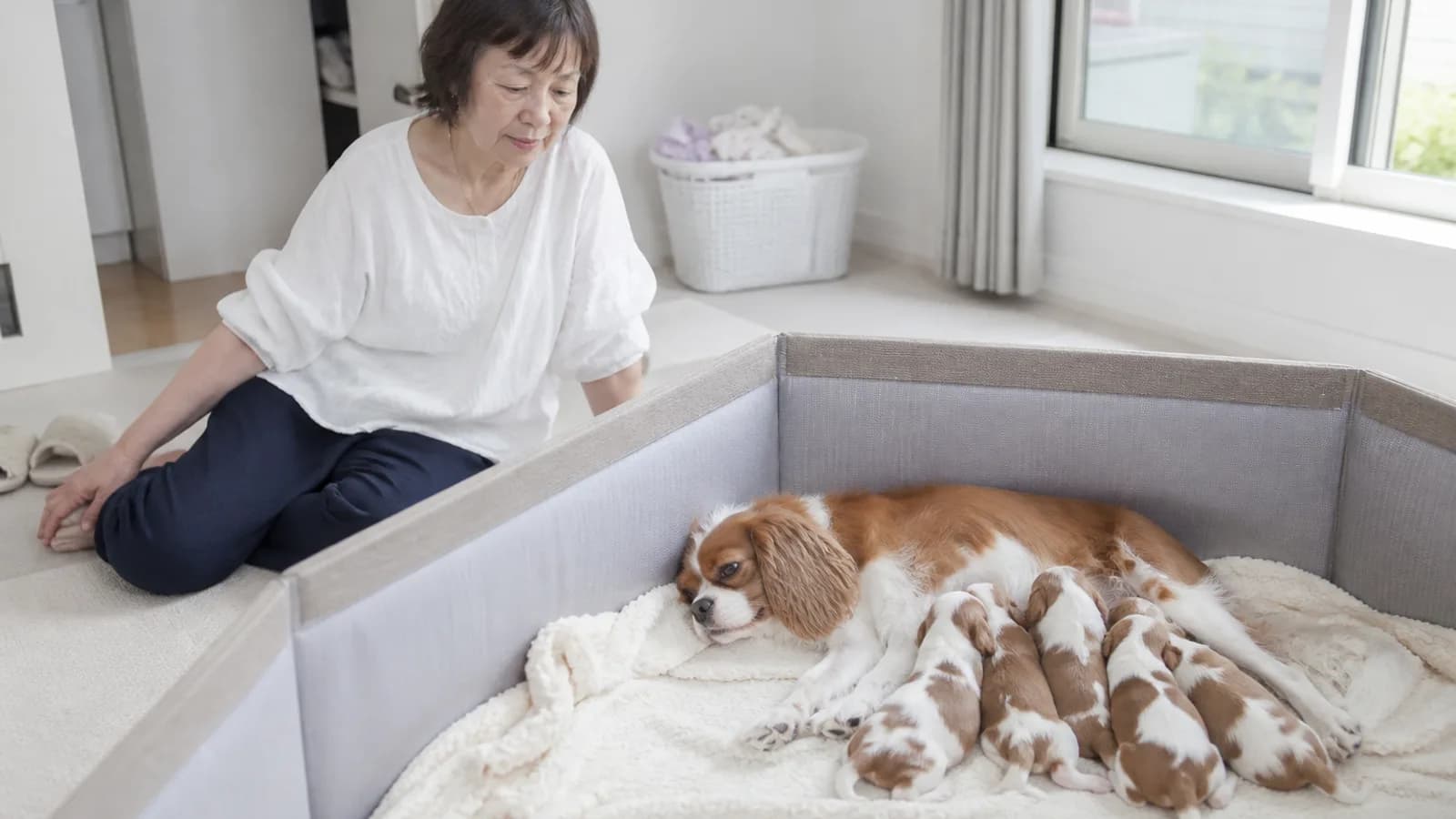 産室のサークルで子犬たちに授乳するキャバリアの母犬と、そばに座って見守る女性
