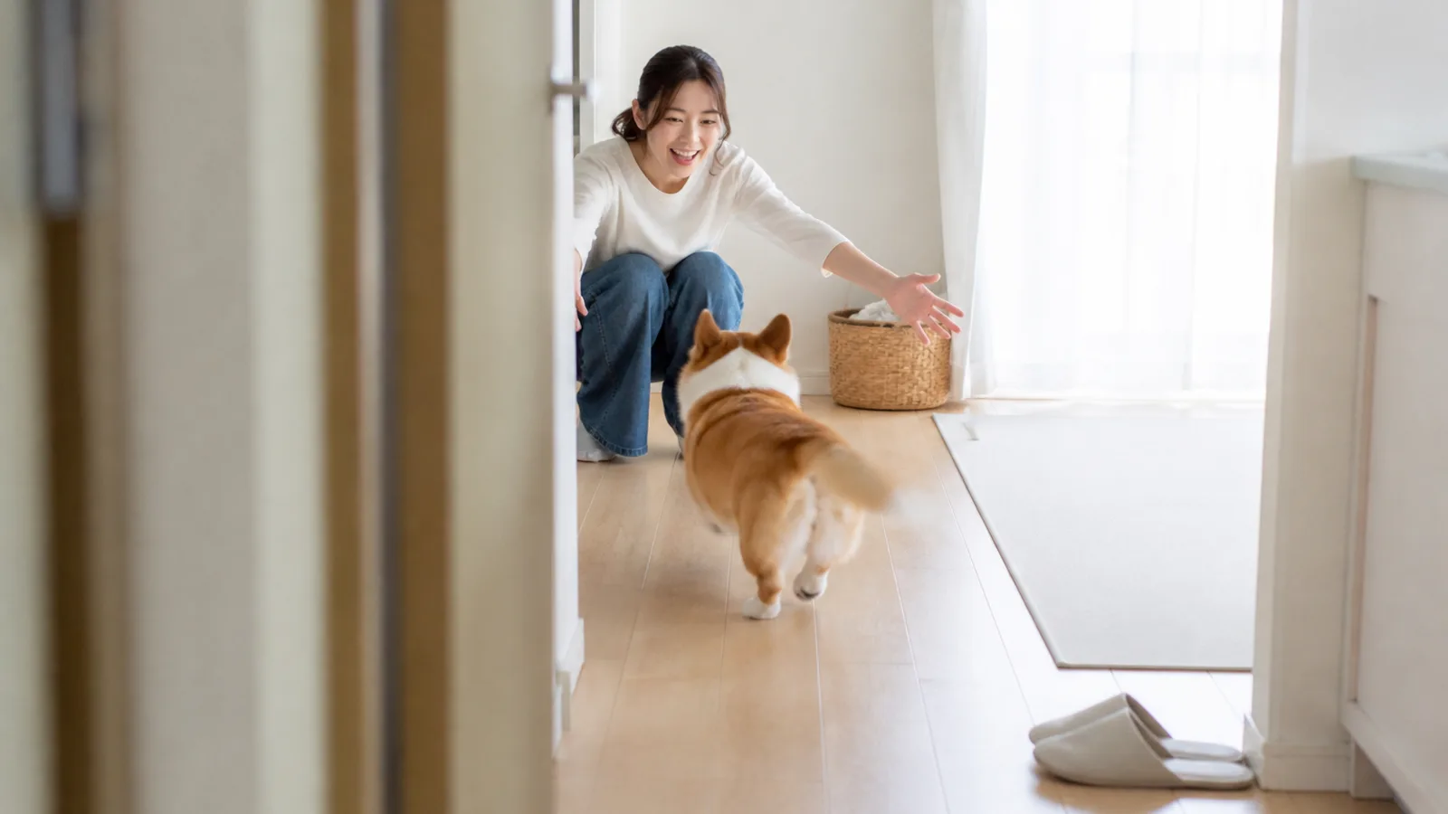 廊下でしゃがんで呼ぶ女性に向かって走ってくるコーギー