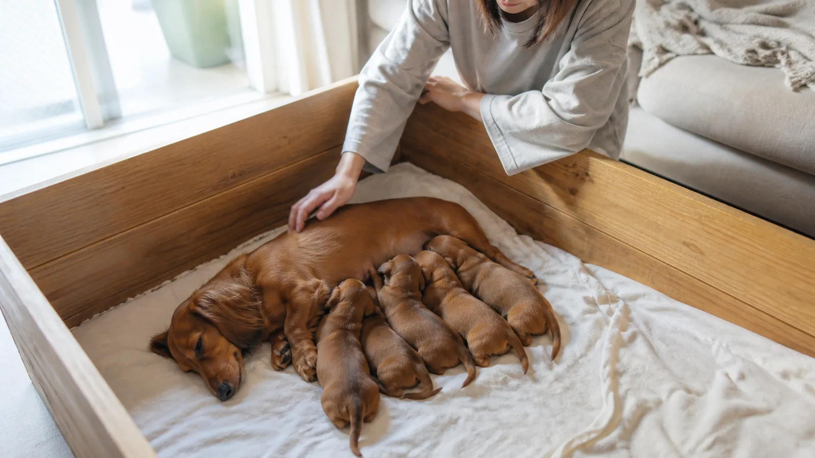 木の産箱の中で、横になった母犬に並んで授乳する同じ胎のミニチュア・ダックスフンドの子犬たちと、箱の縁から母犬の背にそっと手を添える女性
