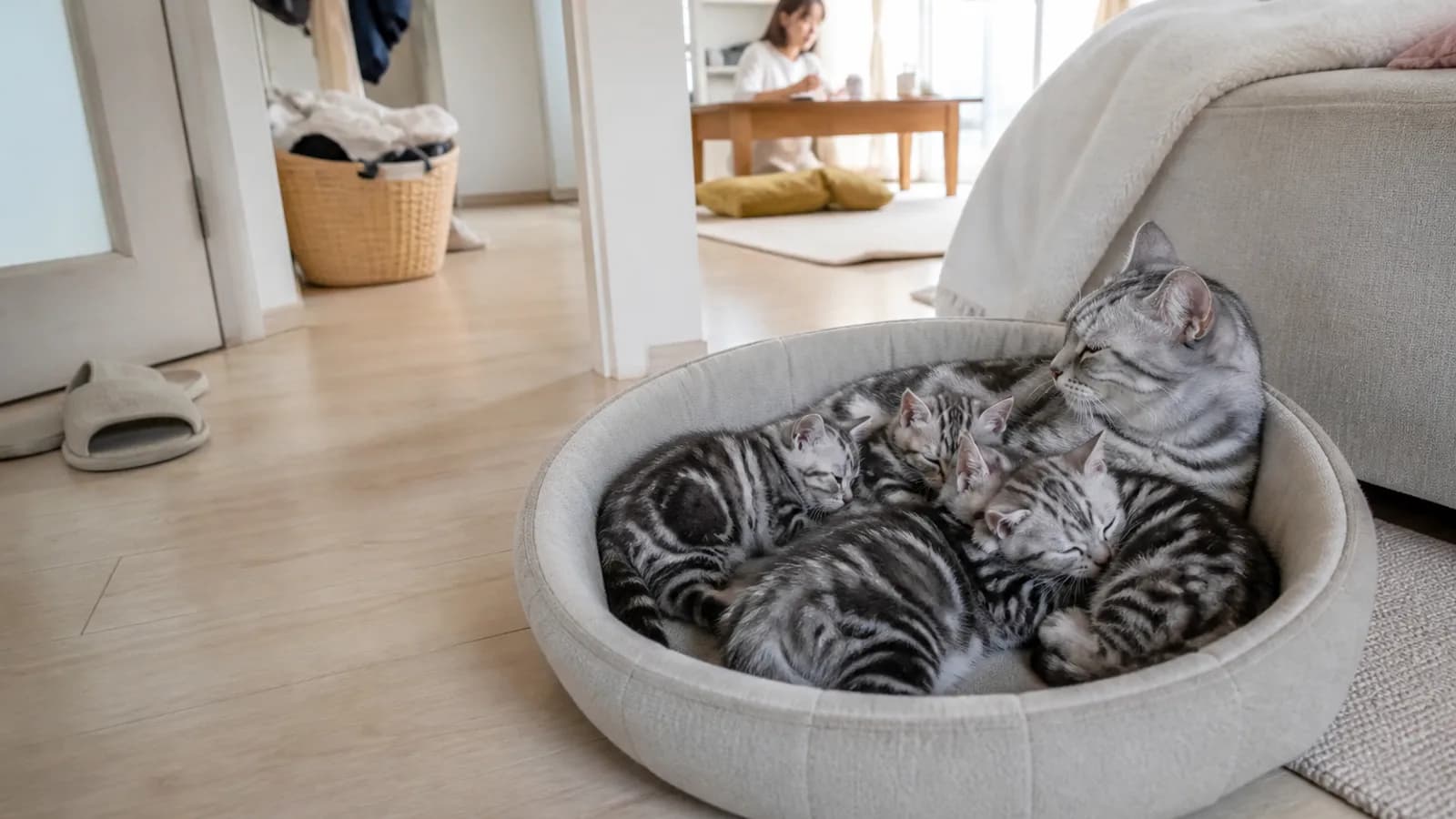 丸いベッドで母猫に寄り添う、同じ柄のアメリカンショートヘアの子猫たち