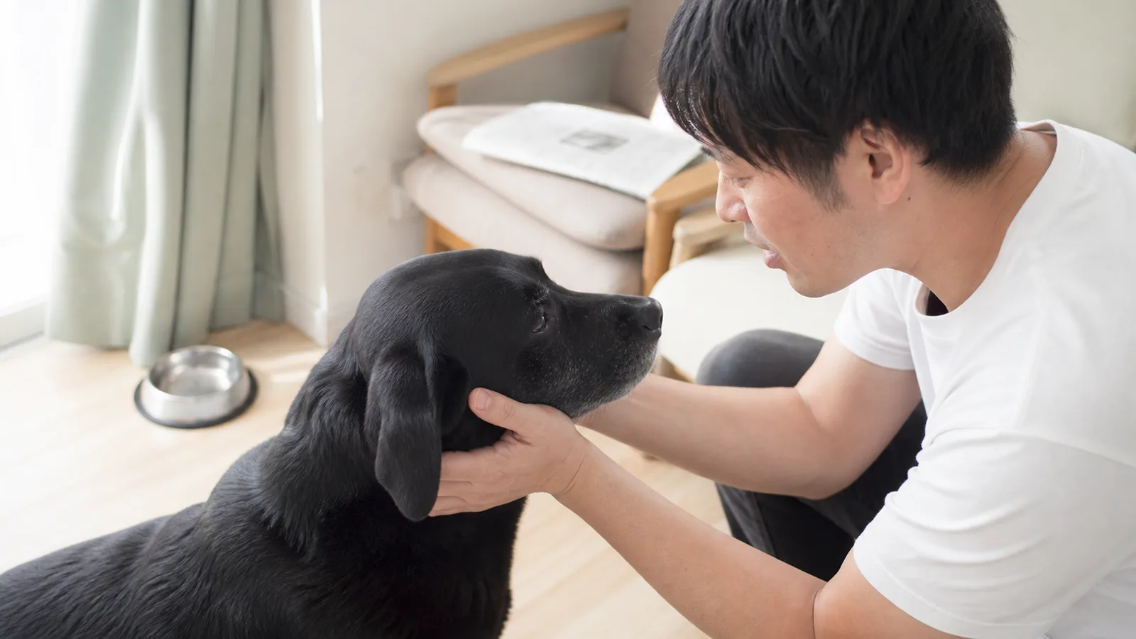 黒いラブラドールの顔を両手で包んで見つめる男性