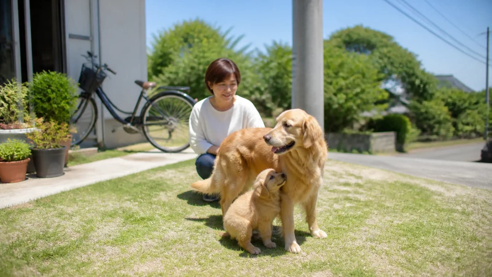 青空の芝生で、成犬のゴールデンレトリーバーに寄り添う同じ毛色の子犬