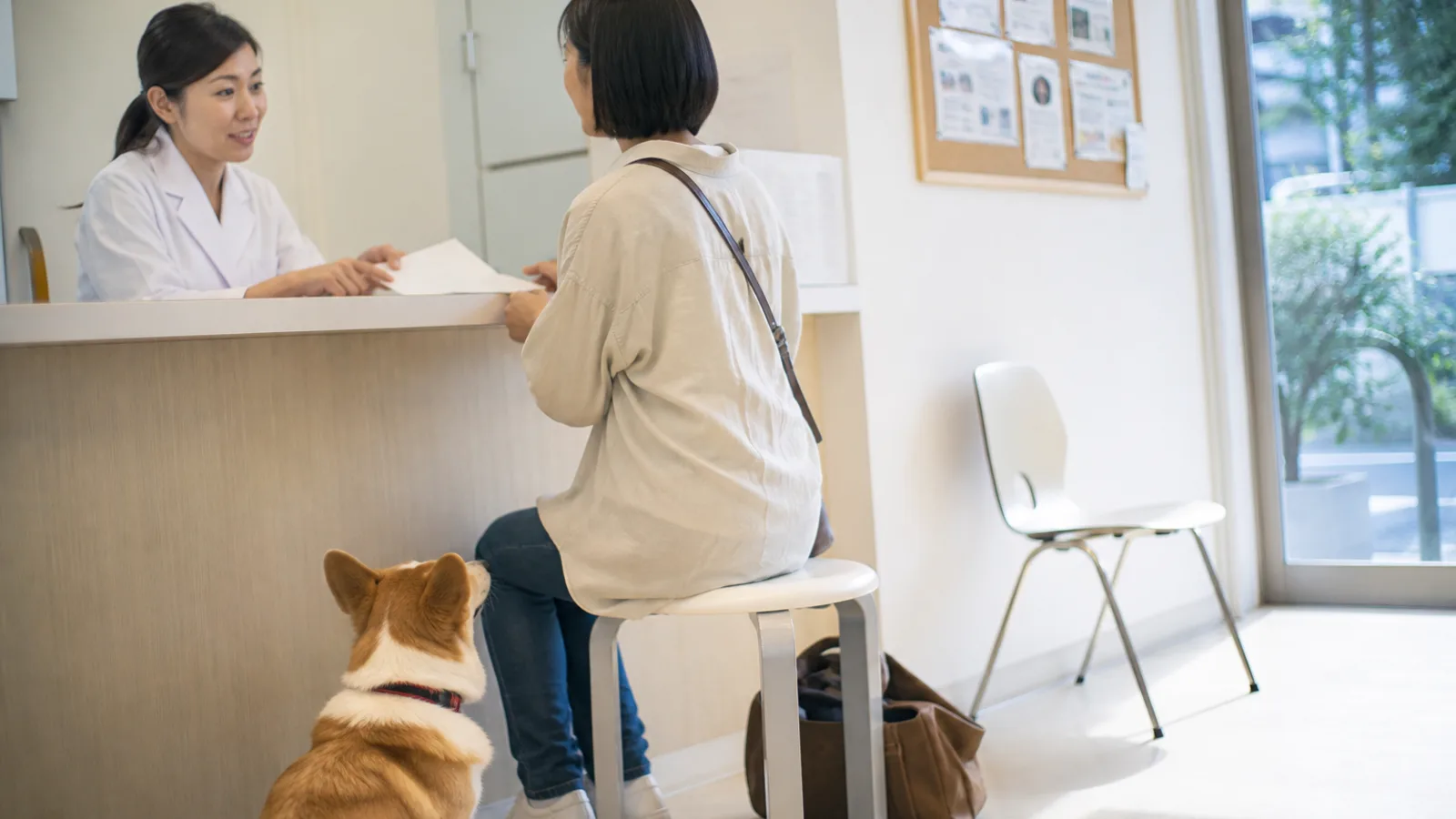 動物病院の待合室でカウンター越しに獣医師と話す女性と、足元に座るコーギー