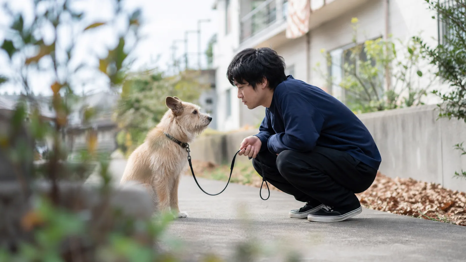 曇り空の下、住宅街の小道で、座った雑種犬と向かい合ってしゃがみ、顔をじっと見る男性