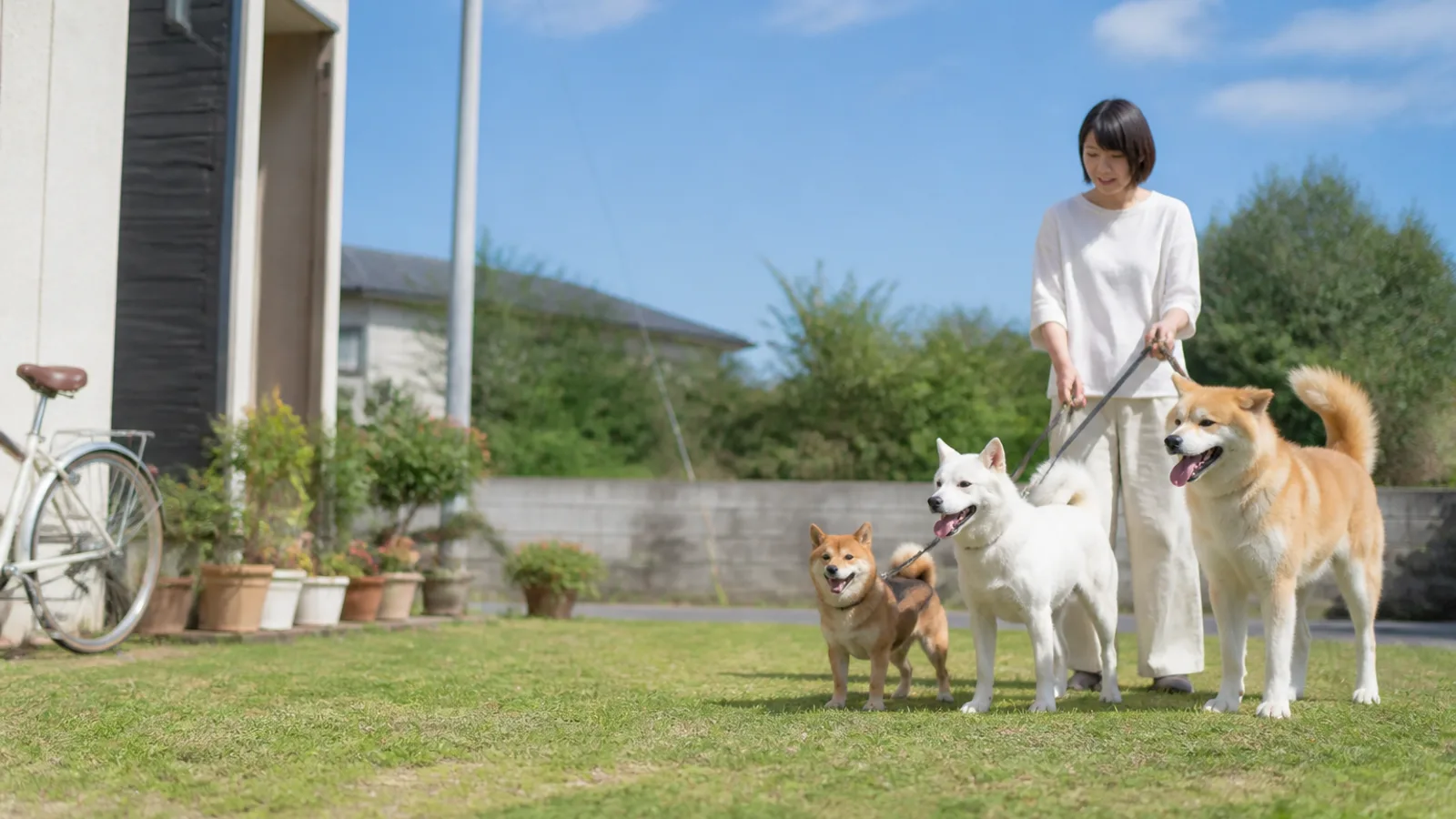 青空の芝生に並ぶ、小型の柴犬・中型の白い紀州犬・大型の秋田犬
