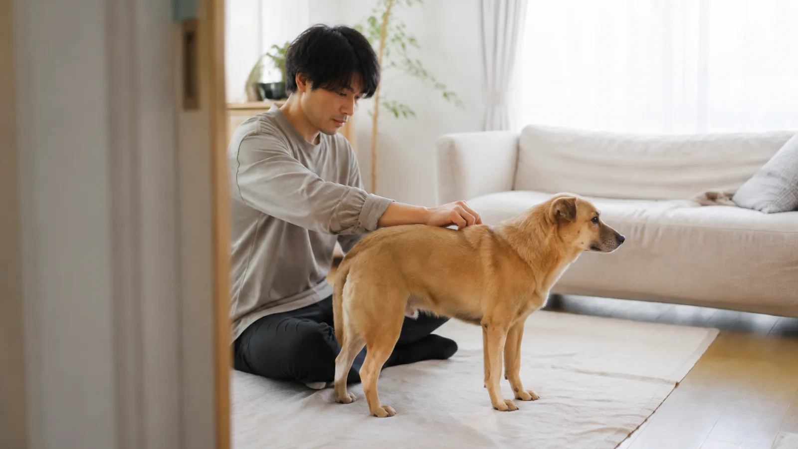 首のうしろから肩甲骨のあいだあたりに指先をそっと当てられている短毛の中型犬と、床に座った男性