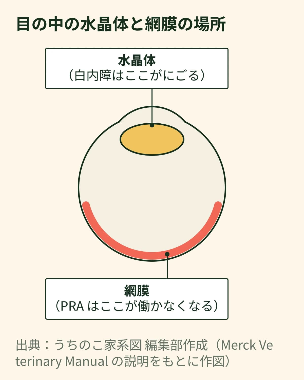犬の目の断面の模式図。手前の水晶体は白内障がにごる所、奥の網膜はPRAが働かなくなる所と、2つの場所に札を付けて示す