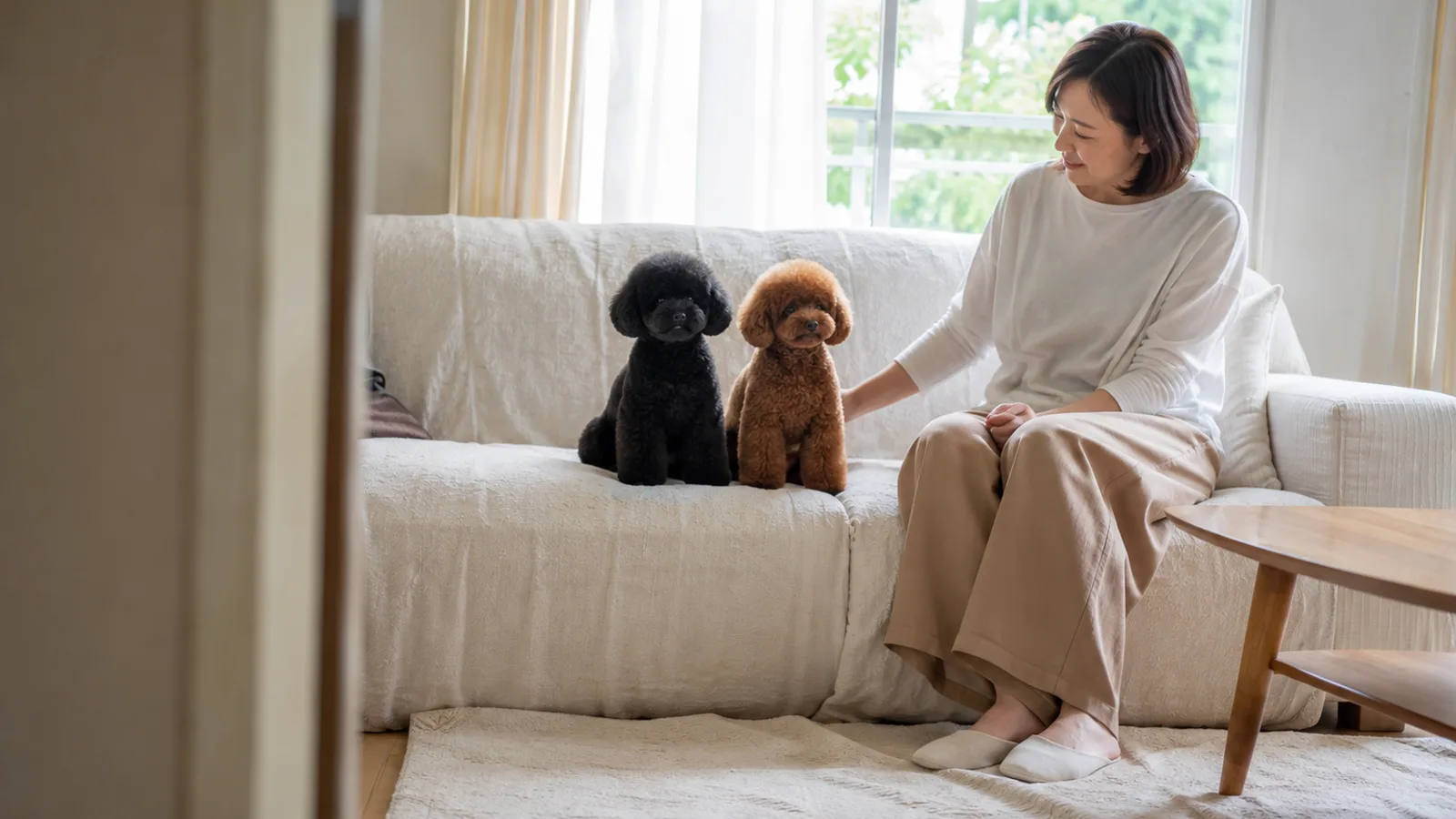 ソファに並んで座る、同じカットで毛色だけが違う黒と赤茶のトイプードル2頭と、端に座る女性