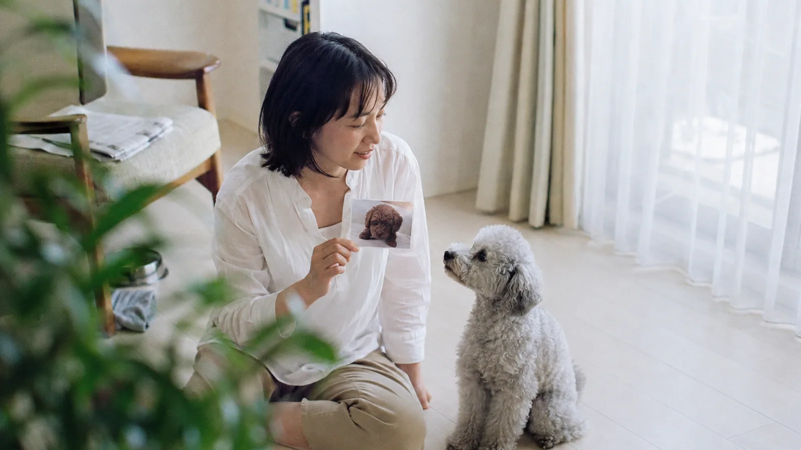 濃い色の巻き毛の子犬が写ったプリント写真を持つ女性と、向かい合って座る淡いグレーのトイプードル