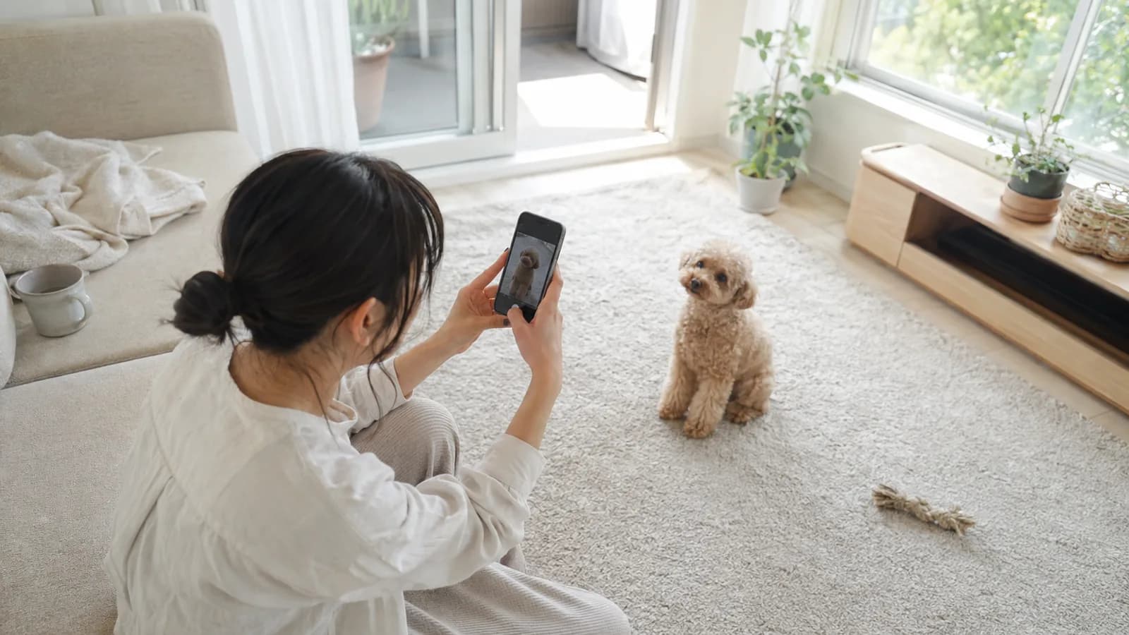 床に座ってスマートフォンで目の前のトイプードルを撮る女性。画面にも同じ犬が写っている