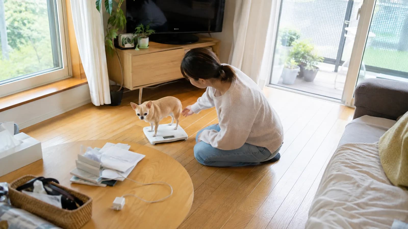 床に置いた平たいペット用体重計の上に四足で立つ淡いフォーン色のチワワと、そばに膝をついて手を添える女性