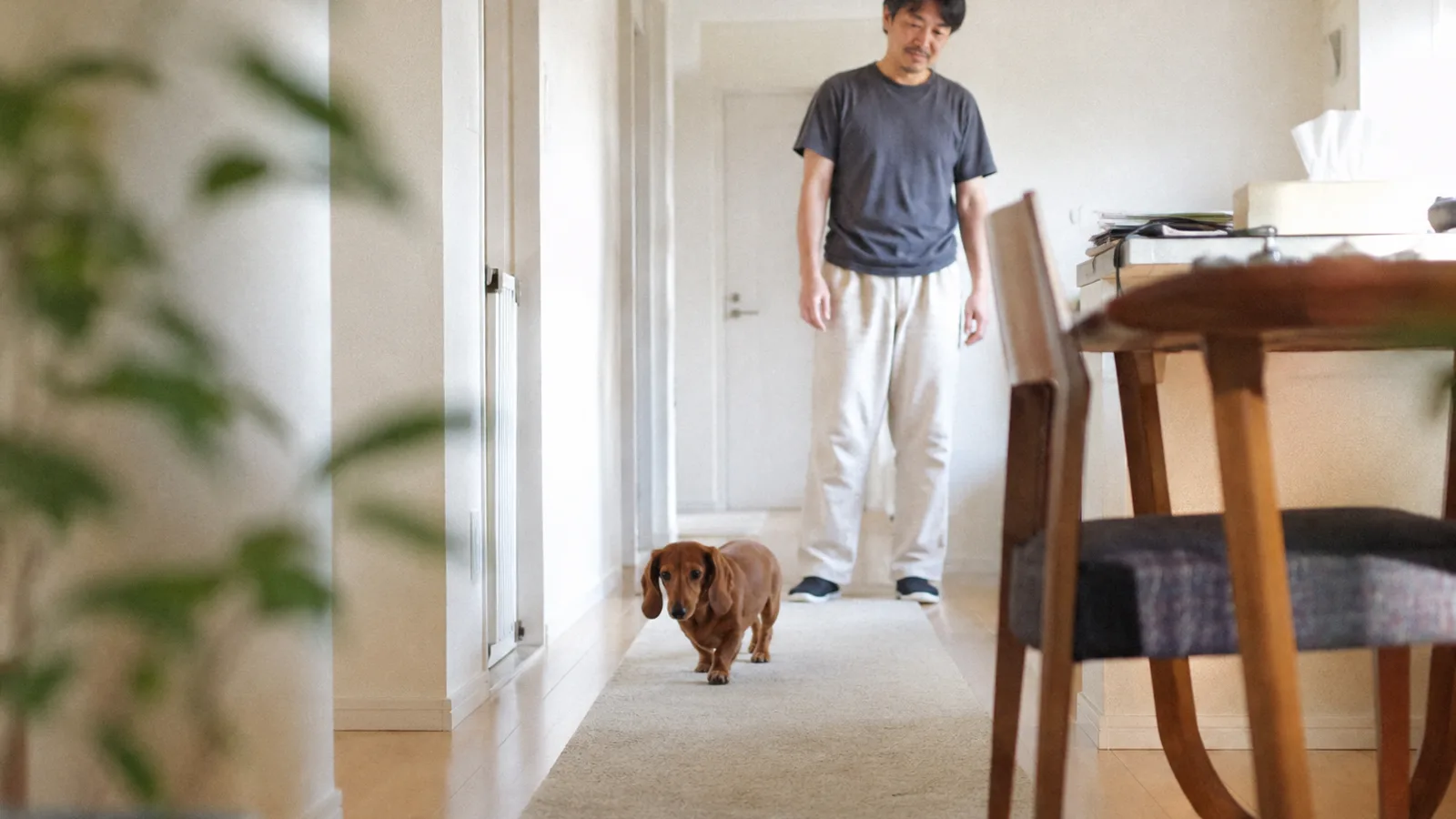 廊下に敷いた長いラグの上を歩くレッドのミニチュア・ダックスフンドと、後ろで見守る男性