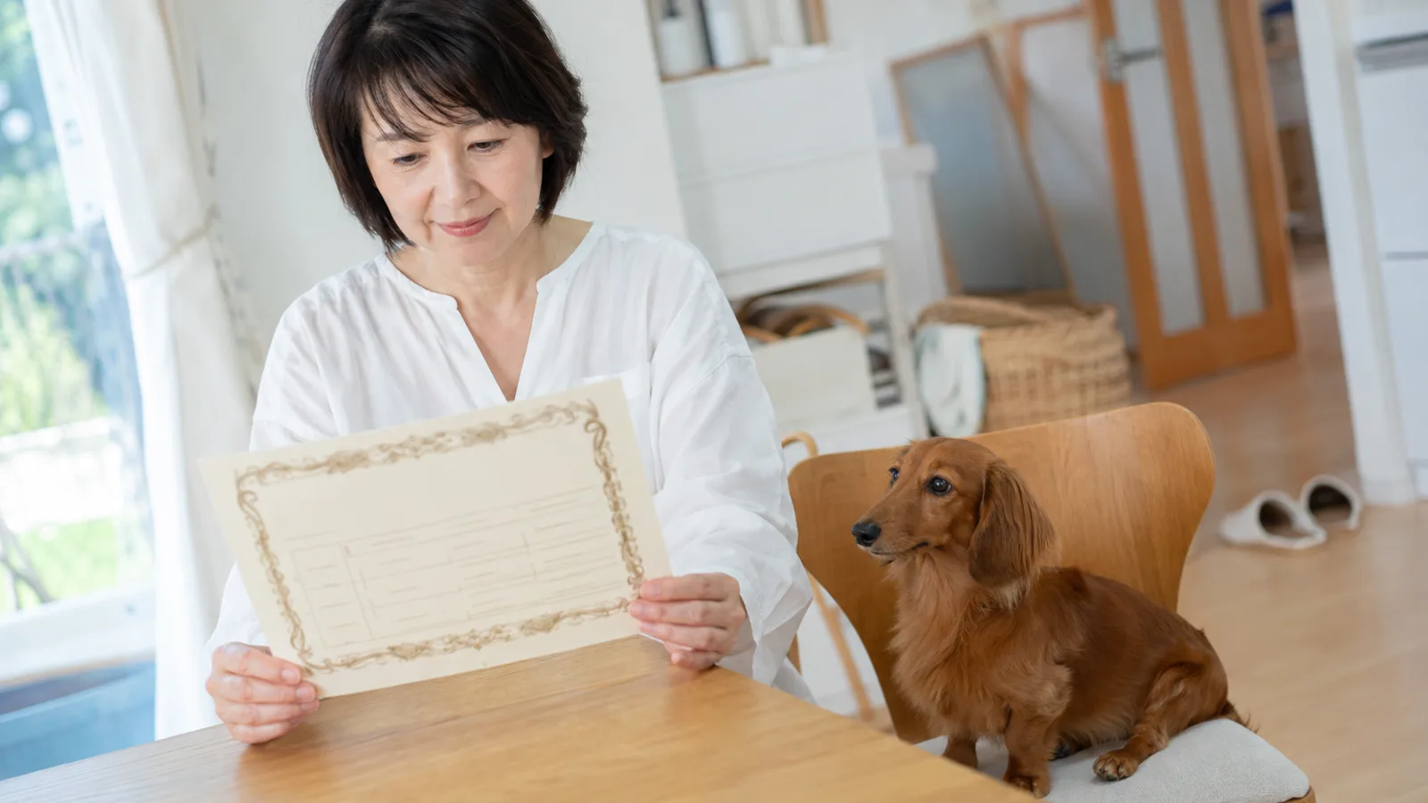 テーブルで血統書を両手で持って読む女性と、隣の椅子に座るレッドのロングコートのミニチュア・ダックスフンド
