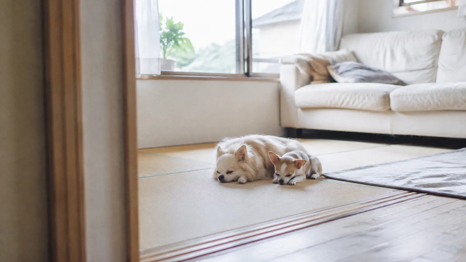 畳の上に寄り添って休む2頭のチワワ。クリームのロングコートの成犬と、ひと回り小さいクリーム&ホワイトの若い犬