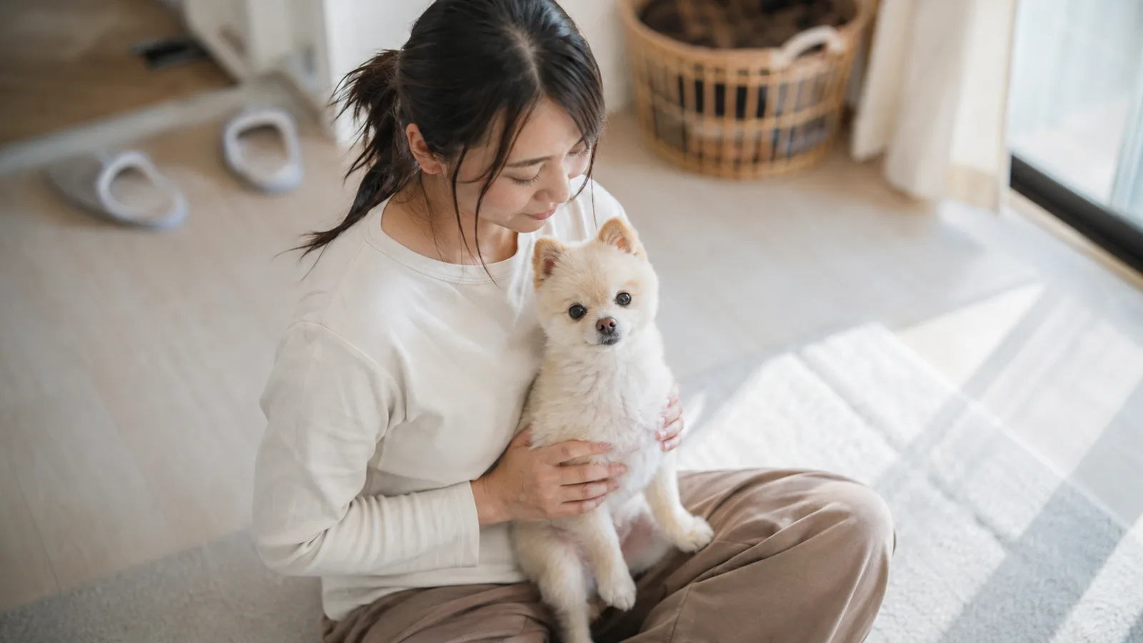 床に座った女性のひざの上で、両手に支えられて座るクリーム色のポメラニアンの若い犬