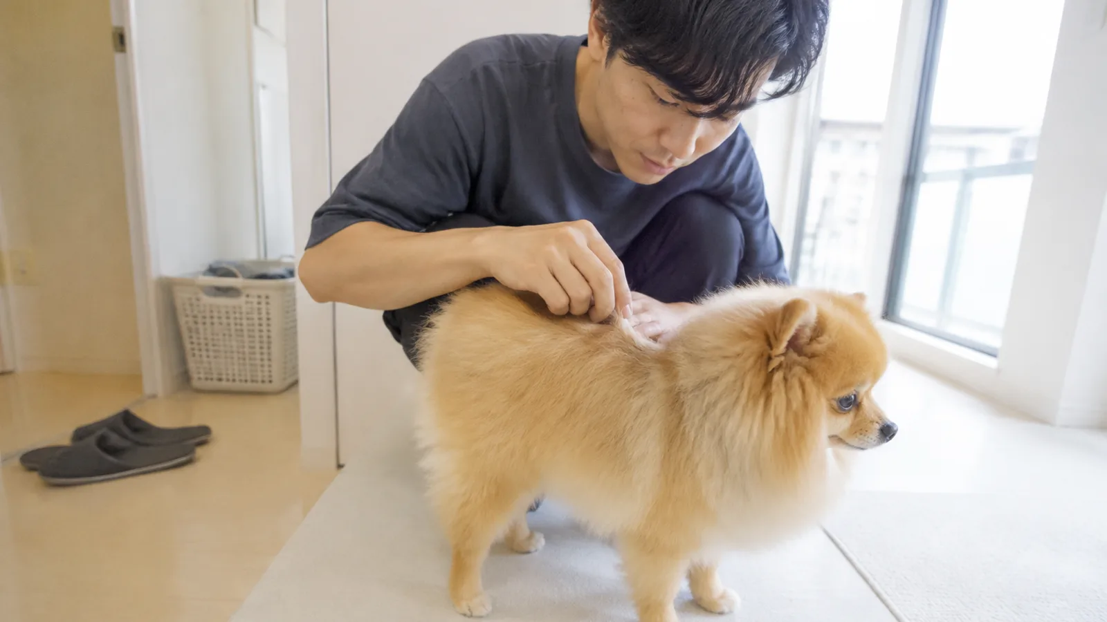 窓辺でポメラニアンの背中の毛を指で分け、根元と毛先の色の違いを見る男性