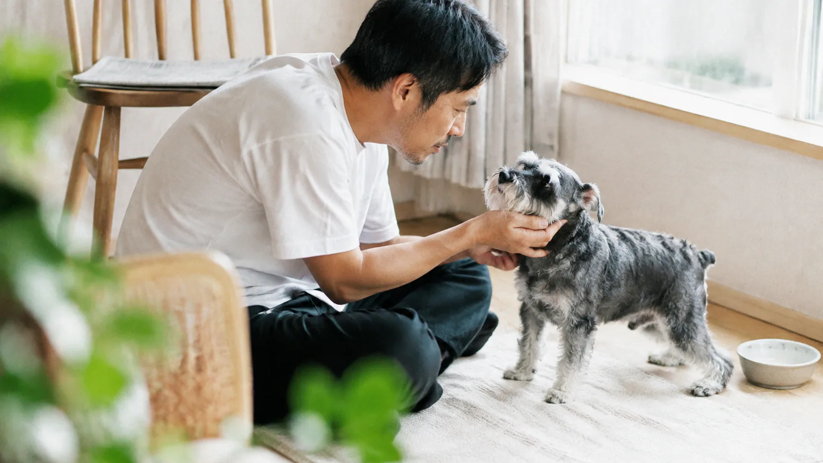 窓ぎわで塩胡椒色のミニチュア・シュナウザーのあごを支えて目のまわりを見る男性