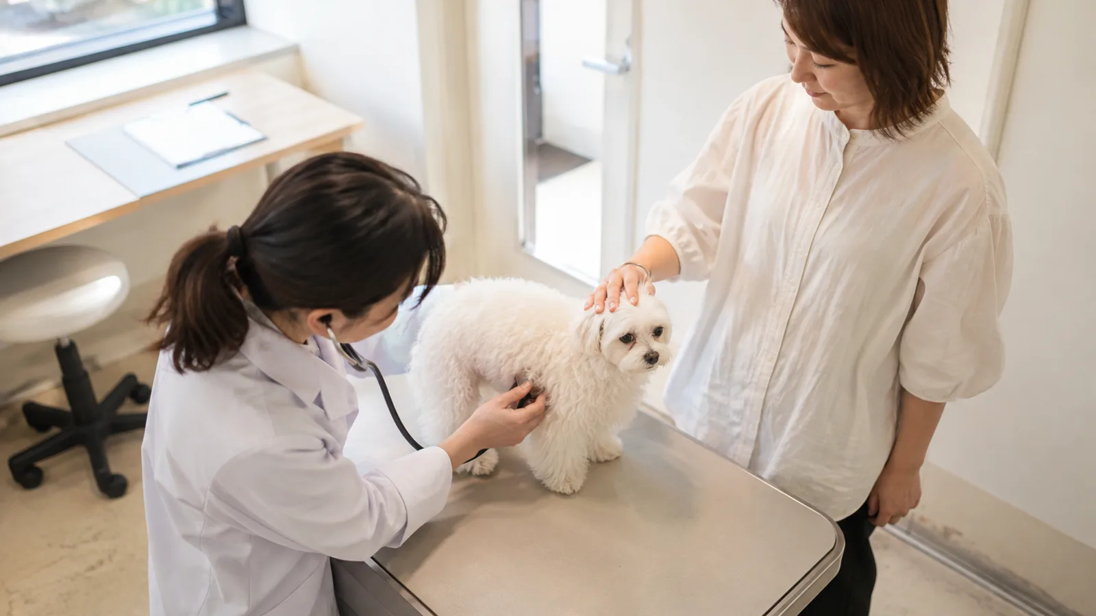 診察台に立つ白いマルチーズの胸に聴診器を当てる獣医師と、頭側で手を添える女性
