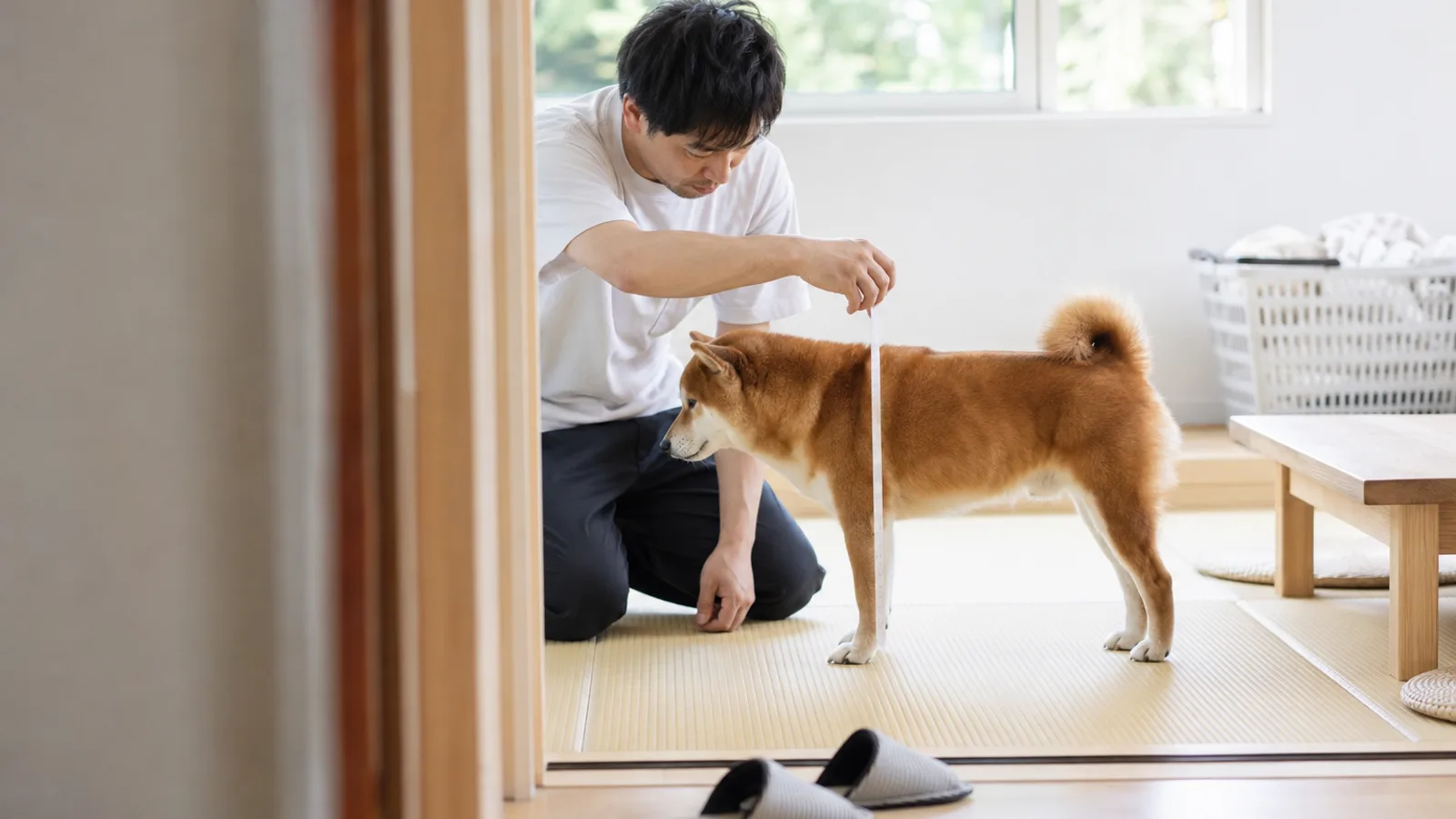 真横を向いて立つ赤い柴犬の肩の高さまで、畳から布メジャーを垂らして測る男性