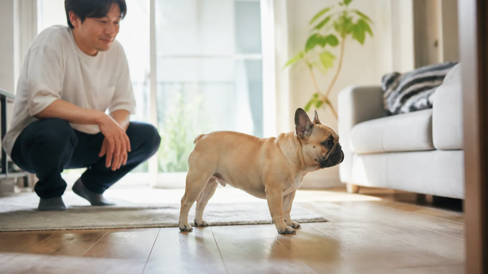 フローリングに真横を向いて立ち、がっしりした胴が横から見てわかるフォーンのフレンチブルドッグと、少し離れてしゃがむ男性