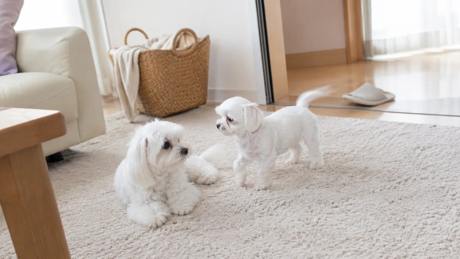 ラグで伏せる純白のマルチーズの成犬と、その前に立つ被毛の短い生後3ヶ月ほどの子犬