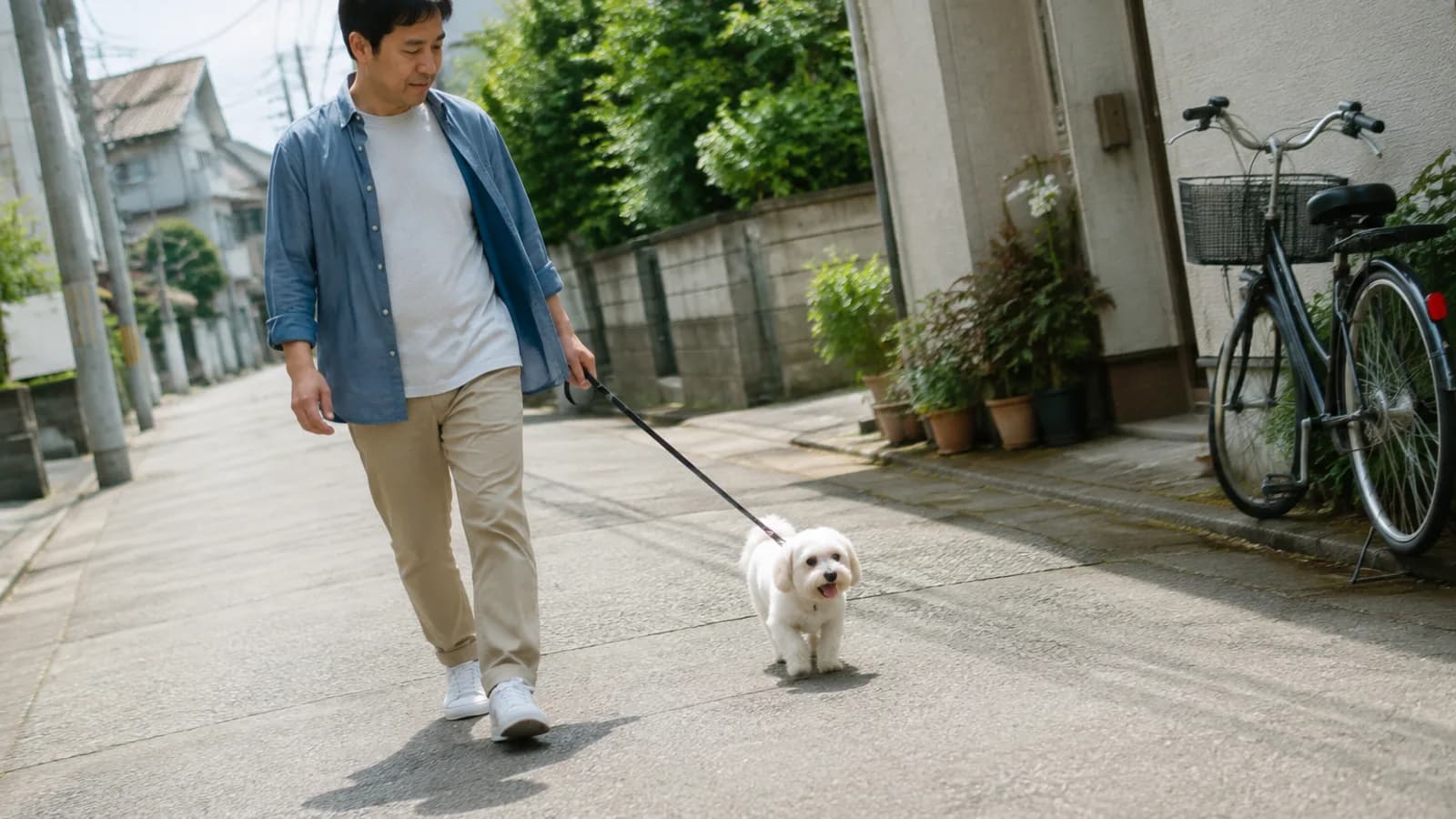 住宅街の歩道をリードにつながれて歩く白いマルチーズと、リードを持って隣を歩く男性