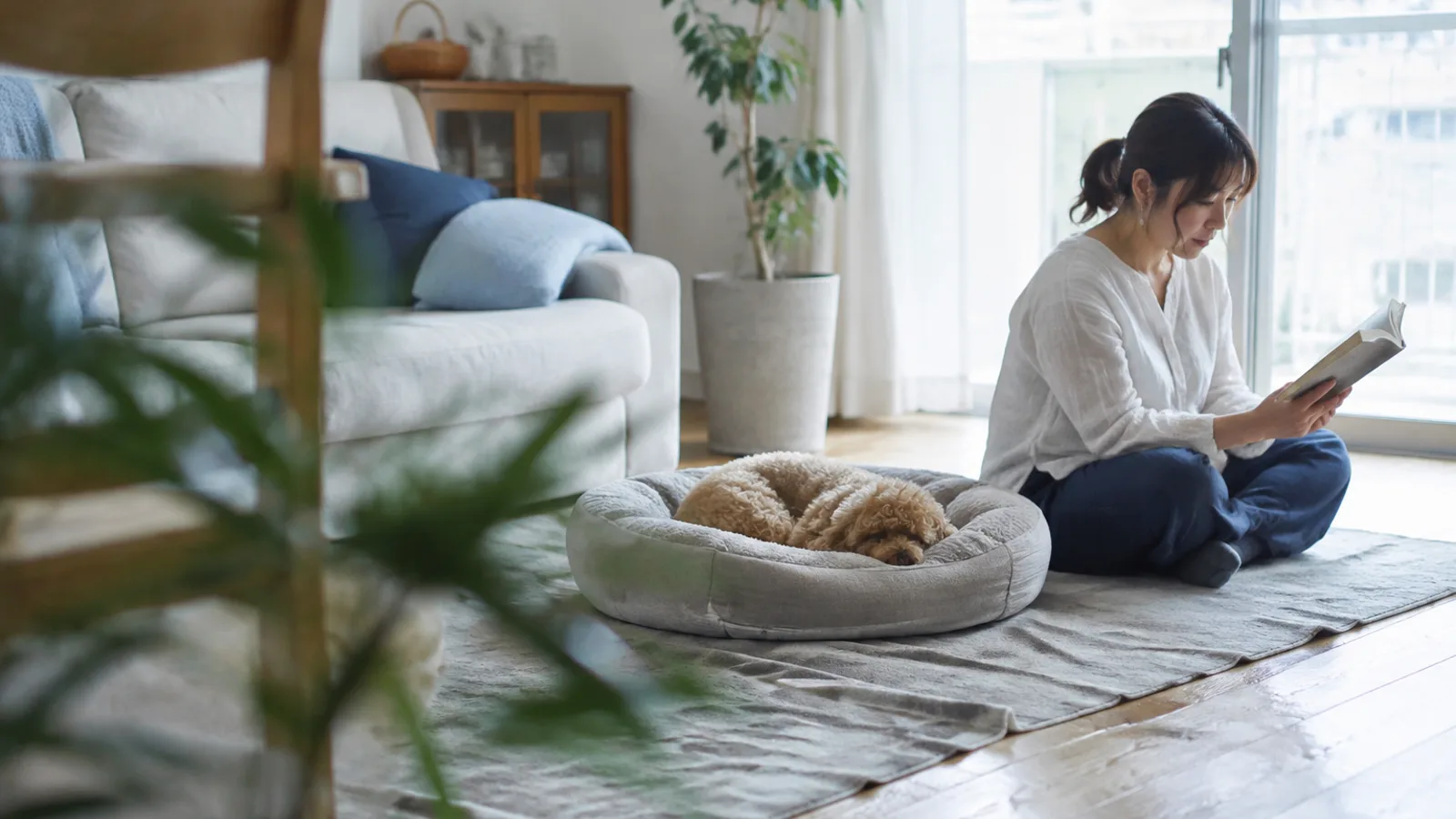 床の犬用ベッドで静かに眠るアプリコット色のトイ・プードルと、少し離れて本を読む女性