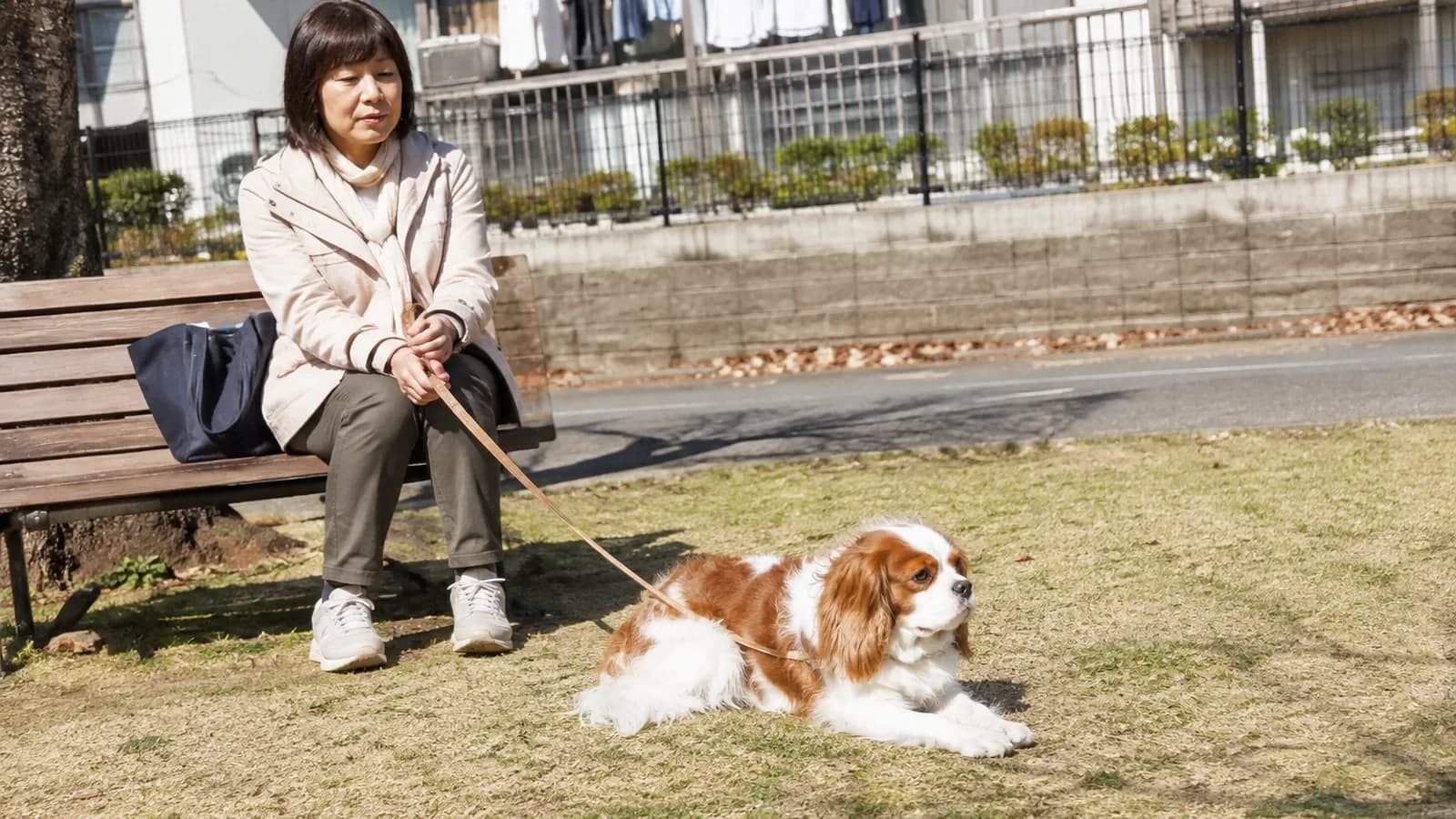 日なたの公園のベンチのそばの草地で落ち着いて伏せる赤白のキャバリアと、ベンチに座ってリードを持つ女性