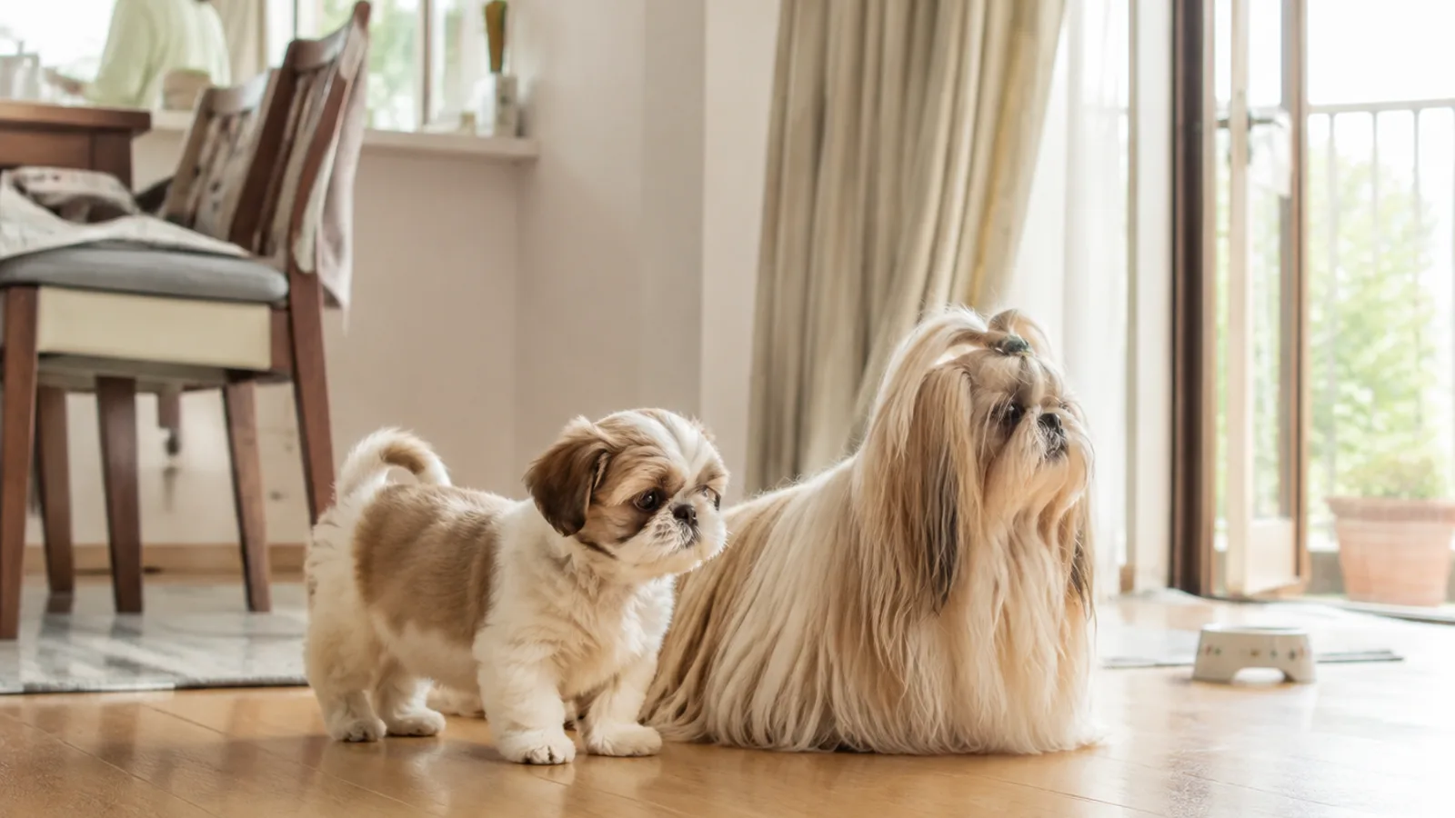フローリングに並んで立つ、毛の短いシー・ズーの子犬と、床まで届く長い被毛の成犬